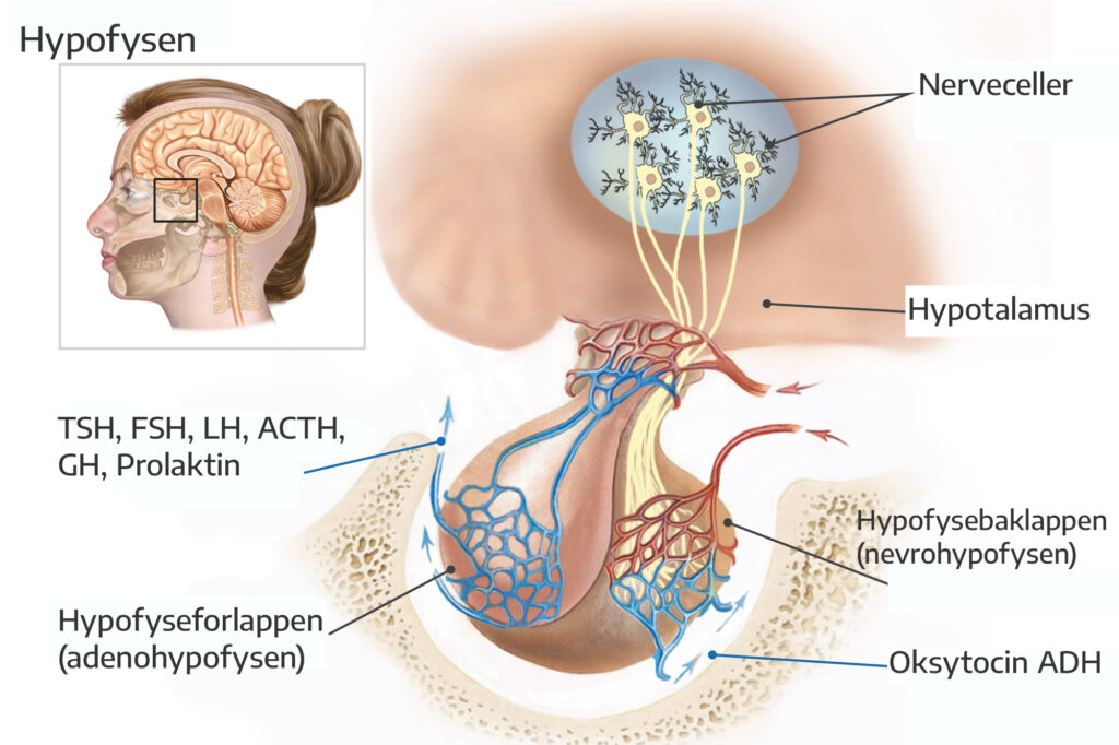 Hypofysen